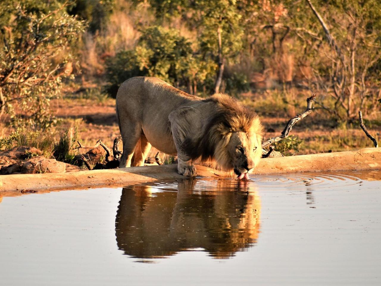 Jamila Game Lodge Vaalwater Exterior foto